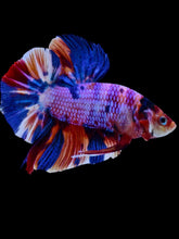 Load image into Gallery viewer, GIANT Male Halfmoon Plakat - Purple Unicorn #2066 - Live Betta Fish
