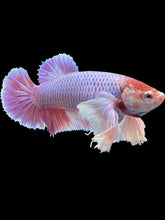 Load image into Gallery viewer, GIANT Female Halfmoon Plakat - Purple Dumbo #2066 Live Betta Fish
