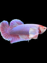 Load image into Gallery viewer, GIANT Female Halfmoon Plakat - Purple Dumbo #2066 Live Betta Fish
