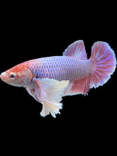 Load image into Gallery viewer, GIANT Female Halfmoon Plakat - Purple Dumbo #2066 Live Betta Fish
