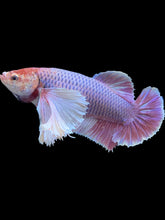 Load image into Gallery viewer, GIANT Female Halfmoon Plakat - Purple Dumbo #2066 Live Betta Fish
