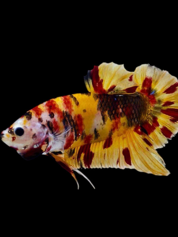 GIANT Male Halfmoon Plakat - Nemo #2069 - Live Betta Fish