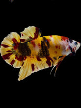 Load image into Gallery viewer, GIANT Male Halfmoon Plakat - Nemo #2069 - Live Betta Fish
