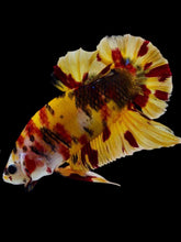 Load image into Gallery viewer, GIANT Male Halfmoon Plakat - Nemo #2069 - Live Betta Fish
