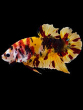Load image into Gallery viewer, GIANT Male Halfmoon Plakat - Nemo #2069 - Live Betta Fish
