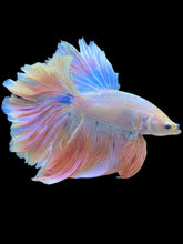 Load image into Gallery viewer, Male Rosetail - Pastel Pink #206 - Live Betta Fish
