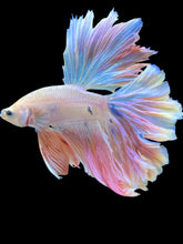 Load image into Gallery viewer, Male Rosetail - Pastel Pink #206 - Live Betta Fish
