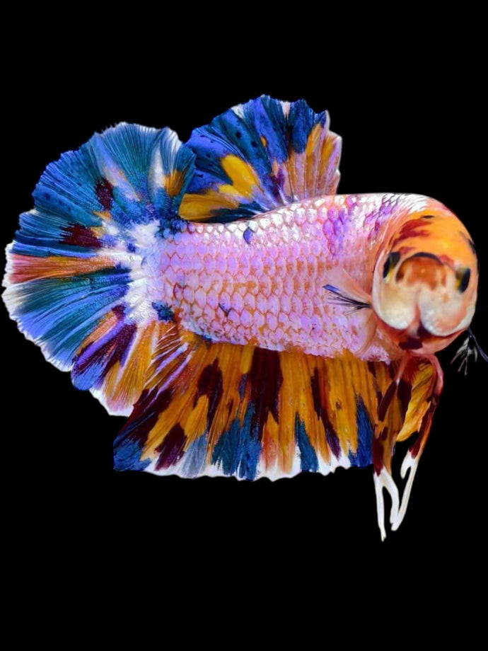 GIANT Male Halfmoon Plakat - Purple Candy #2070 - Live Betta Fish