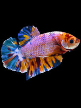 Load image into Gallery viewer, GIANT Male Halfmoon Plakat - Purple Candy #2070 - Live Betta Fish
