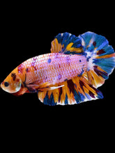 Load image into Gallery viewer, GIANT Male Halfmoon Plakat - Purple Candy #2070 - Live Betta Fish
