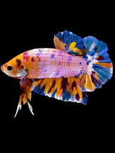 Load image into Gallery viewer, GIANT Male Halfmoon Plakat - Purple Candy #2070 - Live Betta Fish
