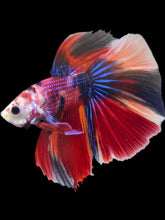 Load image into Gallery viewer, Male Halfmoon - Red Galaxy #2071 - Live Betta Fish
