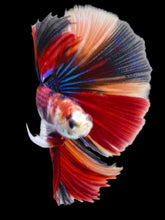 Load image into Gallery viewer, Male Halfmoon - Red Galaxy #2071 - Live Betta Fish
