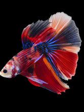 Load image into Gallery viewer, Male Halfmoon - Red Galaxy #2071 - Live Betta Fish
