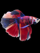 Load image into Gallery viewer, Male Halfmoon - Red Galaxy #2071 - Live Betta Fish
