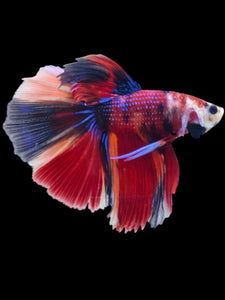 Male Halfmoon - Red Galaxy #2071 - Live Betta Fish
