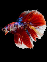 Load image into Gallery viewer, Male Halfmoon - Red Galaxy #2072 - Live Betta Fish
