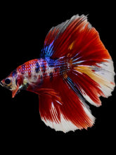 Load image into Gallery viewer, Male Halfmoon - Red Galaxy #2072 - Live Betta Fish
