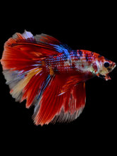 Load image into Gallery viewer, Male Halfmoon - Red Galaxy #2072 - Live Betta Fish

