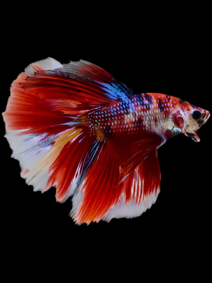 Male Halfmoon - Red Galaxy #2072 - Live Betta Fish