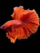 Load image into Gallery viewer, Male Rosetail - Super Red #2072 - Live Betta Fish
