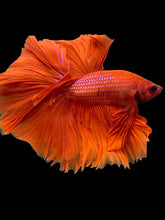Load image into Gallery viewer, Male Rosetail - Super Red #2072 - Live Betta Fish
