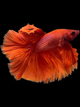 Load image into Gallery viewer, Male Rosetail - Super Red #2072 - Live Betta Fish
