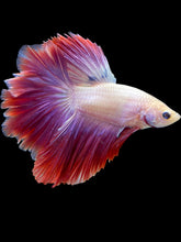 Load image into Gallery viewer, Male Rosetail - Purple #2073 - Live Betta Fish
