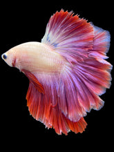 Load image into Gallery viewer, Male Rosetail - Purple #2073 - Live Betta Fish
