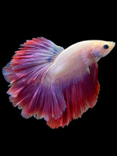 Load image into Gallery viewer, Male Rosetail - Purple #2073 - Live Betta Fish
