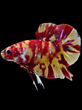 Load image into Gallery viewer, GIANT Male Halfmoon Plakat - Marble Nemo #2074 - Live Betta Fish
