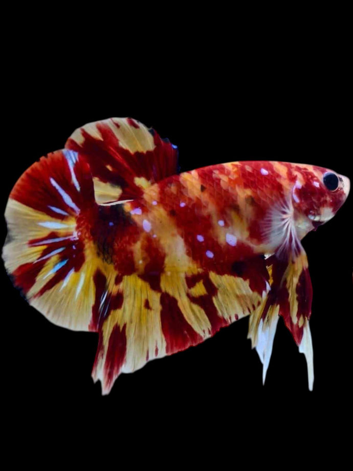 GIANT Male Halfmoon Plakat - Marble Nemo #2074 - Live Betta Fish