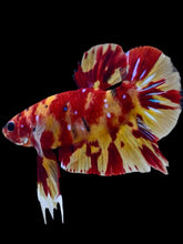 Load image into Gallery viewer, GIANT Male Halfmoon Plakat - Marble Nemo #2074 - Live Betta Fish
