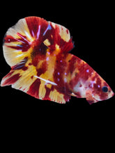 Load image into Gallery viewer, GIANT Male Halfmoon Plakat - Marble Nemo #2074 - Live Betta Fish
