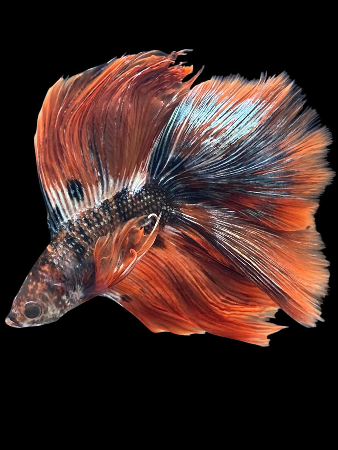 Male Fullmoon - Copper Orange Tail #2076 - Live Betta Fish