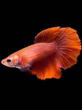 Load image into Gallery viewer, TOP GRADE Female Rosetail - Super Red #2077 - Live Betta Fish
