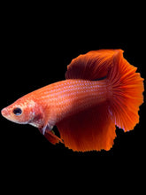 Load image into Gallery viewer, TOP GRADE Female Rosetail - Super Red #2077 - Live Betta Fish
