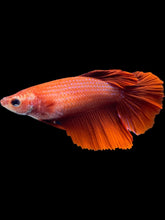 Load image into Gallery viewer, TOP GRADE Female Rosetail - Super Red #2077 - Live Betta Fish
