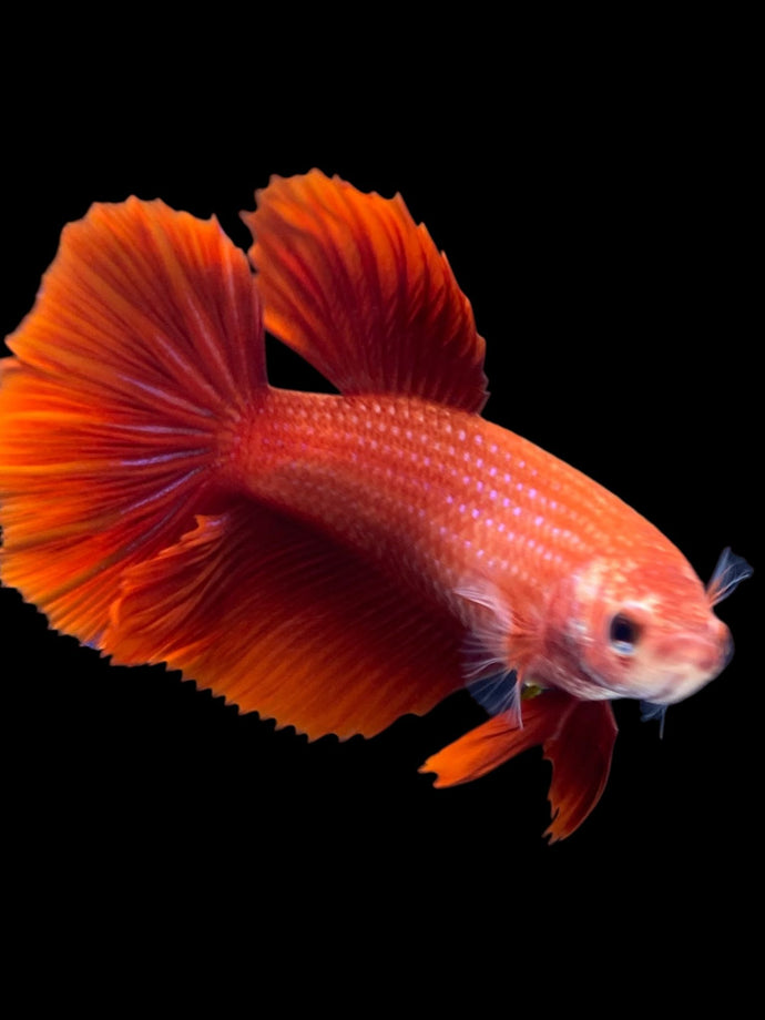 TOP GRADE Female Rosetail - Super Red #2077 - Live Betta Fish