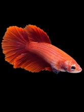 Load image into Gallery viewer, TOP GRADE Female Rosetail - Super Red #2077 - Live Betta Fish
