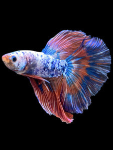 Male Halfmoon - Galaxy #2079 - Live Betta Fish