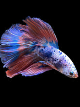 Load image into Gallery viewer, Male Halfmoon - Galaxy #2079 - Live Betta Fish
