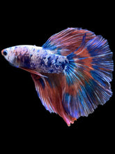 Load image into Gallery viewer, Male Halfmoon - Galaxy #2079 - Live Betta Fish
