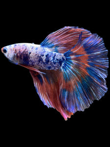Male Halfmoon - Galaxy #2079 - Live Betta Fish