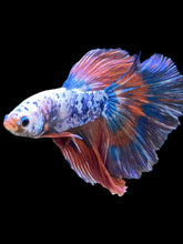 Load image into Gallery viewer, Male Halfmoon - Galaxy #2079 - Live Betta Fish
