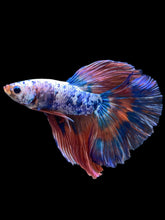 Load image into Gallery viewer, Male Halfmoon - Galaxy #2079 - Live Betta Fish
