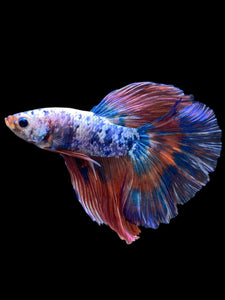 Male Halfmoon - Galaxy #2079 - Live Betta Fish