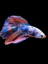 Load image into Gallery viewer, Male Halfmoon - Galaxy #2079 - Live Betta Fish
