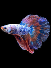 Load image into Gallery viewer, Male Halfmoon - Galaxy #2079 - Live Betta Fish
