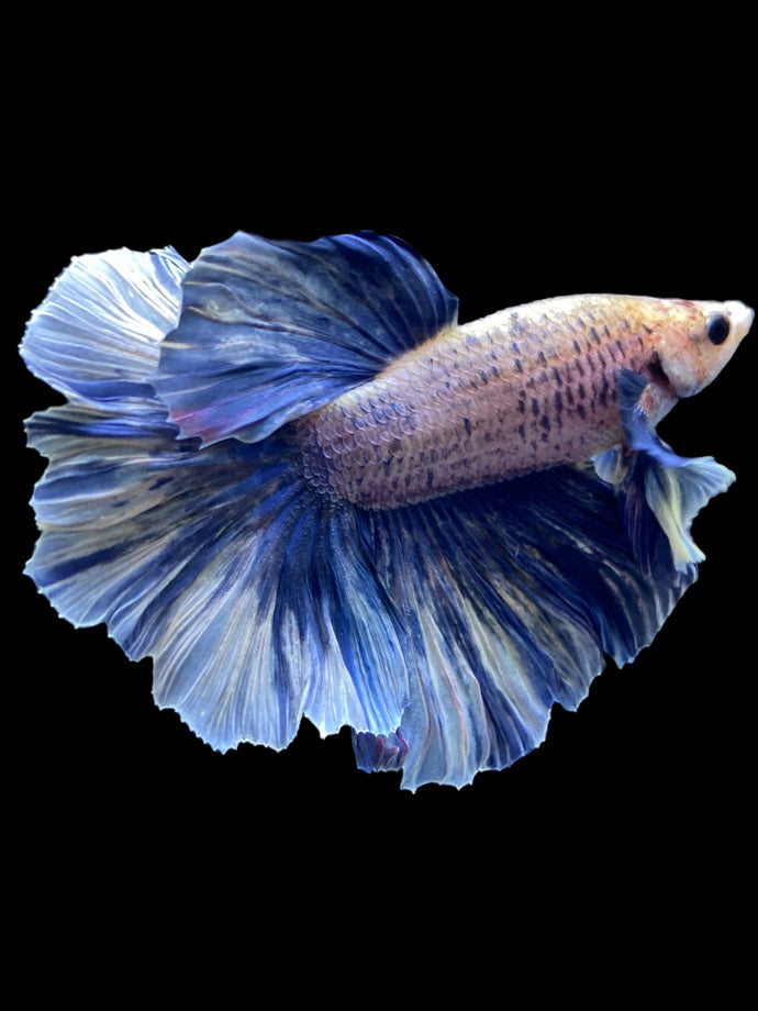 Male Rosetail - Dumbo #2081 - Live Betta Fish